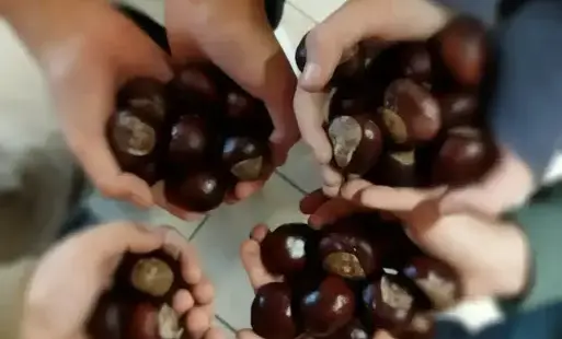 Zdjęcie do  Podsumowanie akcji &bdquo;Kasztanobranie&rdquo;